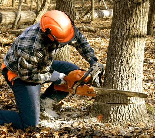Tree Removal in Early, IA